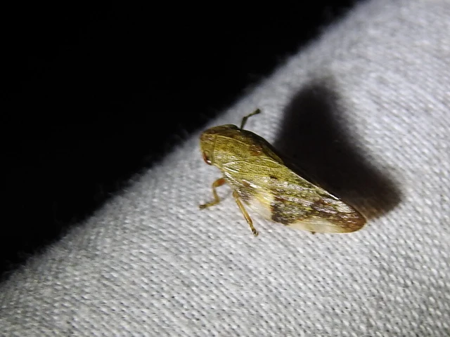 Aphrophora alni