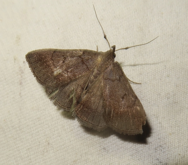 Zanclognatha lunalis - pelyheslábú karcsúbagoly