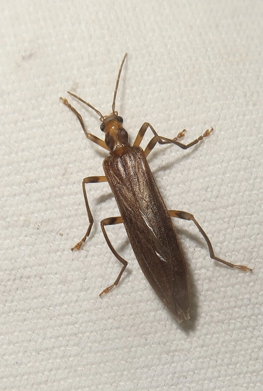 Oedemera femoralis