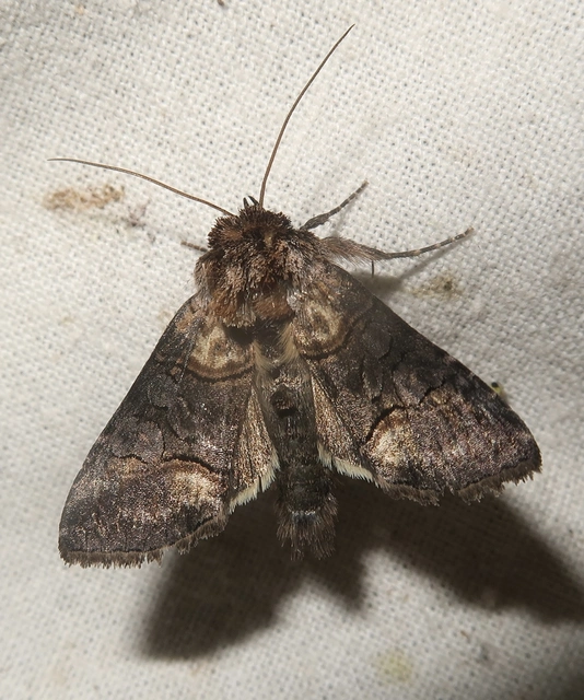 Abrostola triplasia - közönséges csalánbagoly