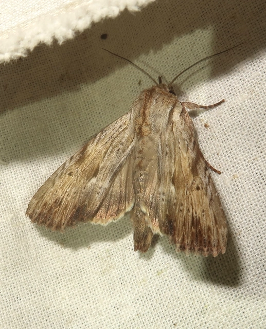 Apamea lithoxylaea - fakó dudvabagoly