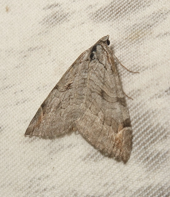 Aplocera efformata/plagiata