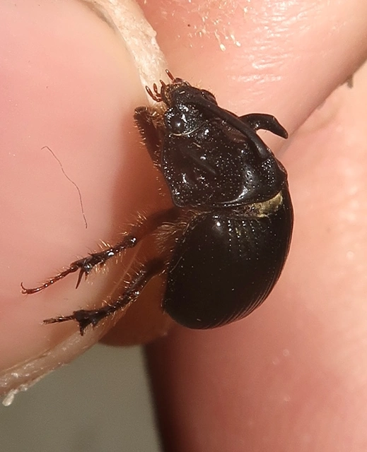 Odonteus armiger - mozgószarvú álganéjtúró
