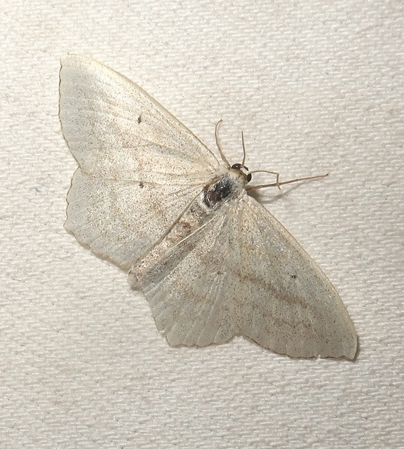Scopula nigropunctata - feketepettyes araszoló