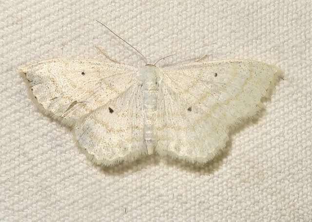 Scopula immutata - réti fehéraraszoló