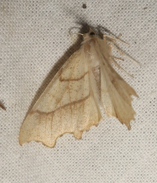 Ennomos quercinaria - tölgyfa-levélaraszoló
