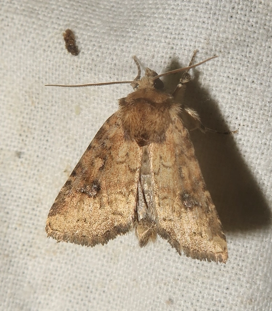 Atypha pulmonaris - tüdőfű-levélbagoly