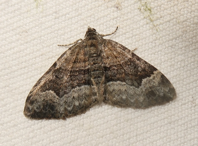Xanthorhoe biriviata - kétsávos tarkaaraszoló