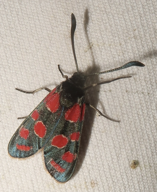 Zygaena carniolica - fehérgyűrűs csüngőlepke