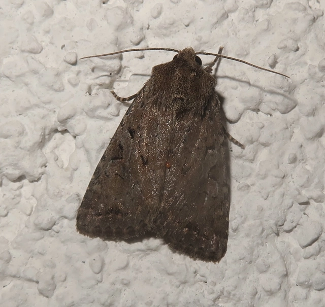 Apterogenum ypsillon - ipszilon-erdeibagoly