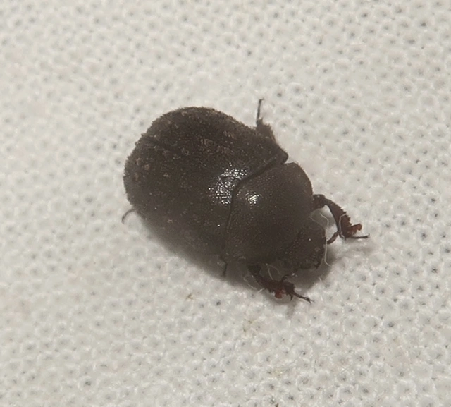 Aesalus scarabaeoides - szőrös szarvasbogár