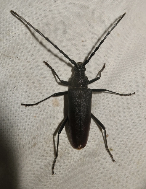 Cerambyx cerdo - nagy hőscincér