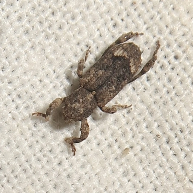 Camptorhinus simplex - sima holttettetős-ormányos