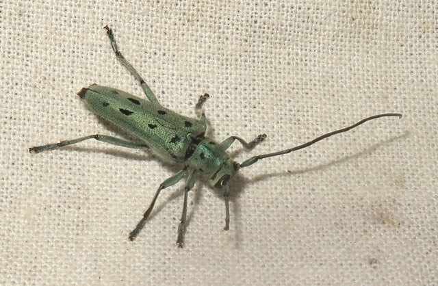 Saperda octopunctata - nyolcpontos cincér
