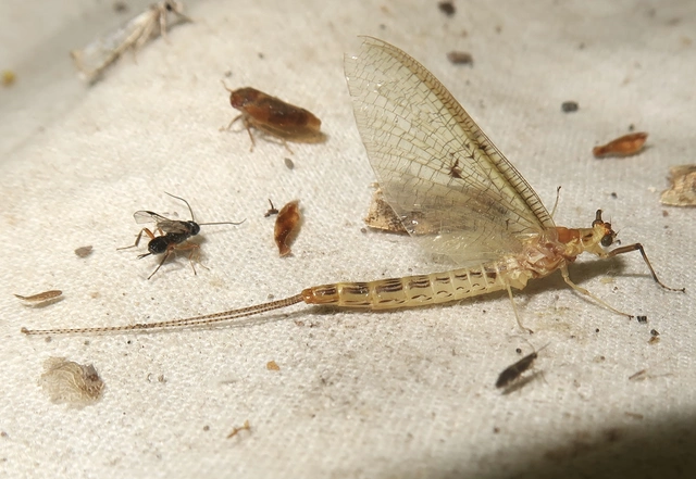 Ephemera lineata