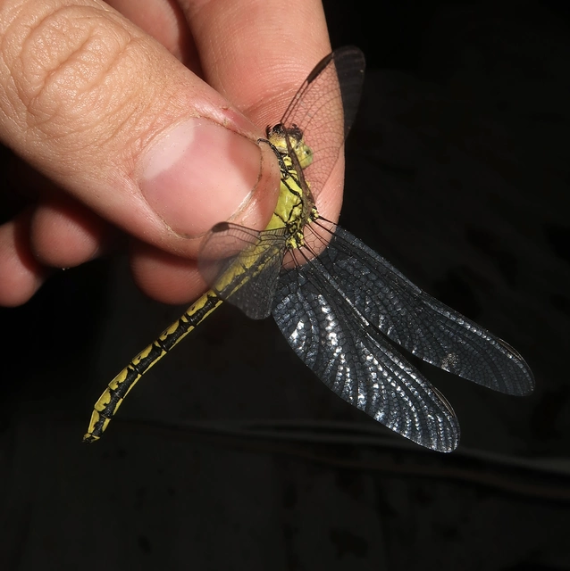 Gomphus flavipes - sárgalábú folyami-szitakötő Gomphus flavipes - sárgalábú folyami-szitakötő