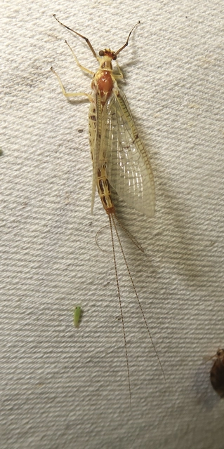 Ephemera lineata