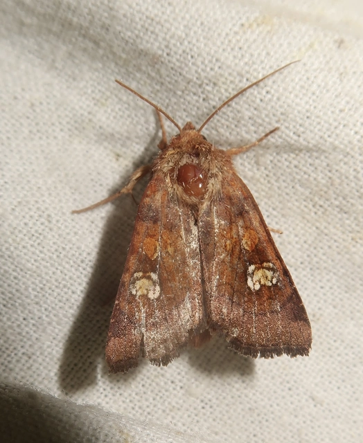 Amphipoea oculea - nagyfoltú lápibagoly