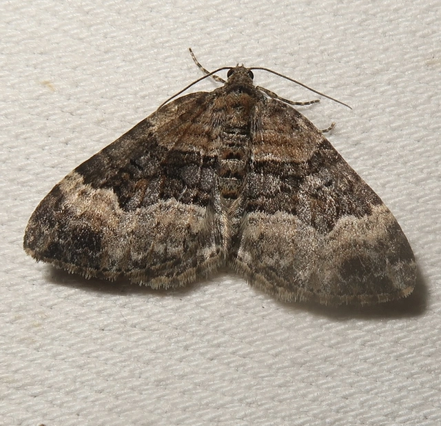 Xanthorhoe biriviata - kétsávos tarkaaraszoló