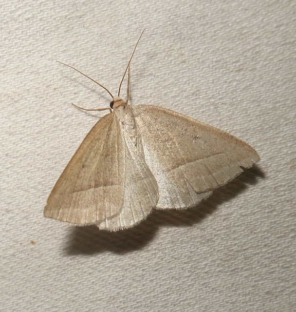 Petrophora chlorosata - páfrányaraszoló