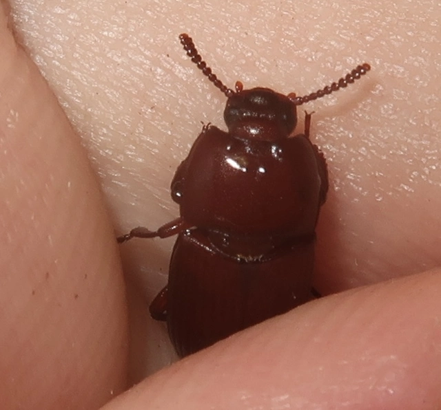 Uloma culinaris - nagy rágványbogár