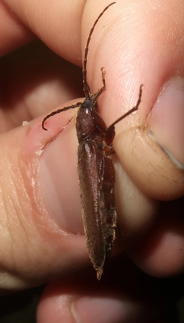 Arhopalus rusticus - gödrösnyakú cincér