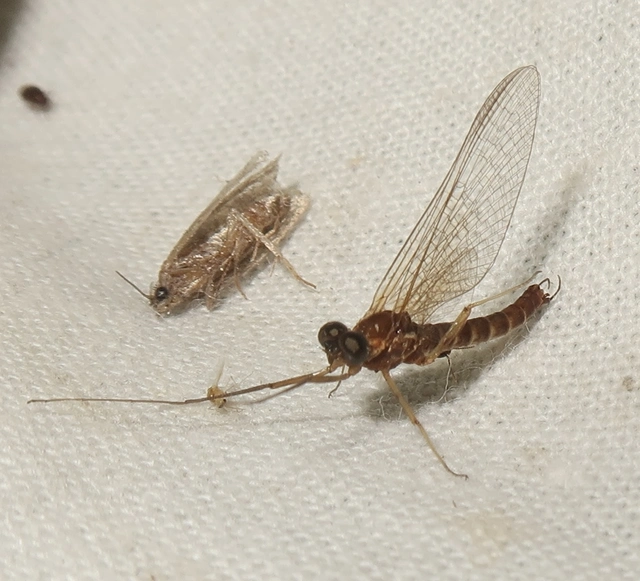 Ephemeroptera - Kérészek