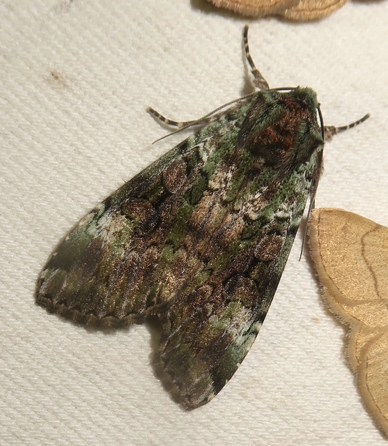 Anaplectoides prasina - zöld hegyibagoly
