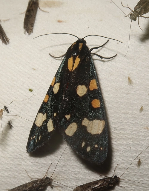 Callimorpha dominula - fémes medvelepke