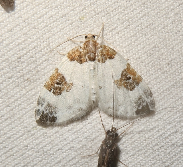 Plemyria rubiginata - barnafoltos fehéraraszoló