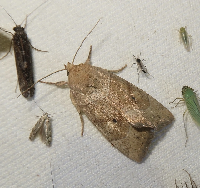 Cosmia trapezina - közönséges lombbagoly