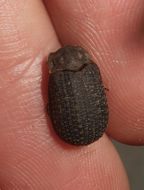 Trox cadaverinus - nagy irhabogár