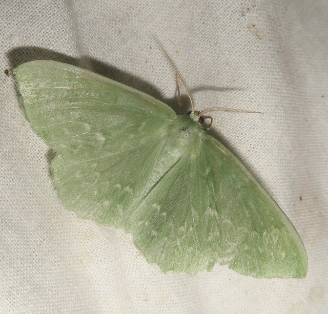 Geometra papilionaria - nagy zöldaraszoló