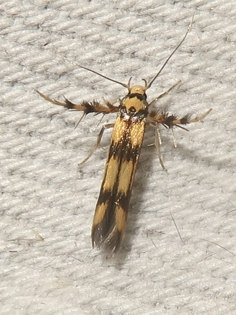 Stathmopoda pedella - égertermésmoly