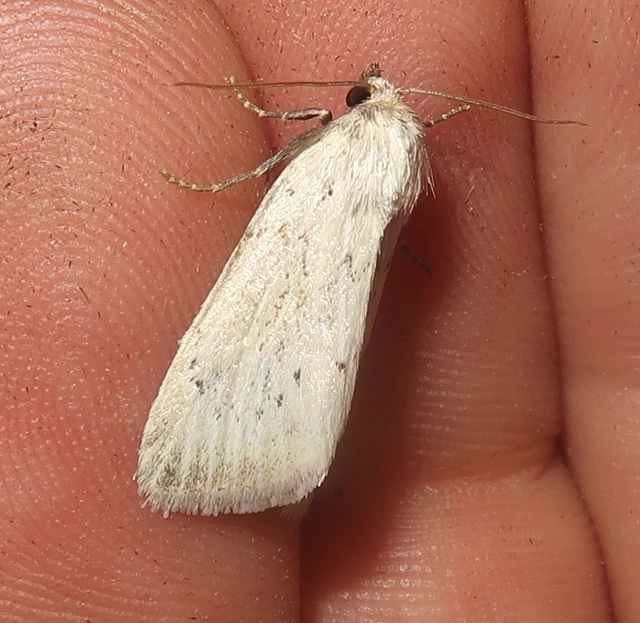 Photedes morrisii simonyisandori - Simonyi Sándor sásbaglya