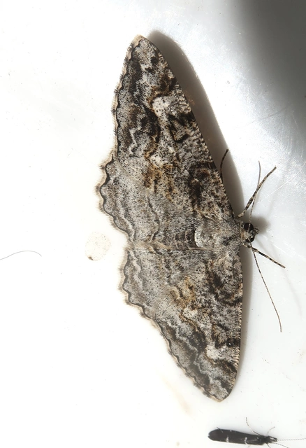 Alcis repandata - foltos faaraszoló