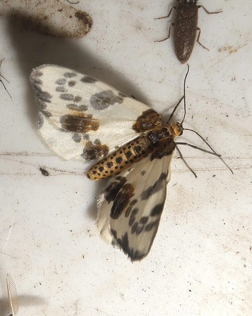 Abraxas sylvata - sárgafoltos araszoló