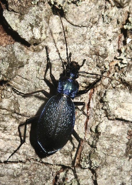 Carabus intricatus - kék laposfutrinka