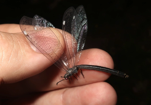 Myrmeleon