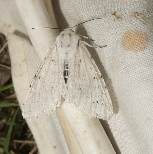 Acronicta leporina - fehér szigonyosbagoly