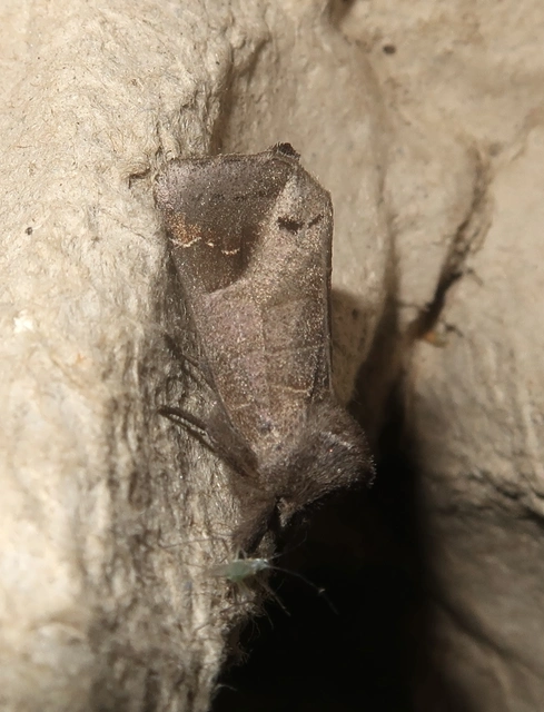 Clostera anachoreta - tarka levélszövő