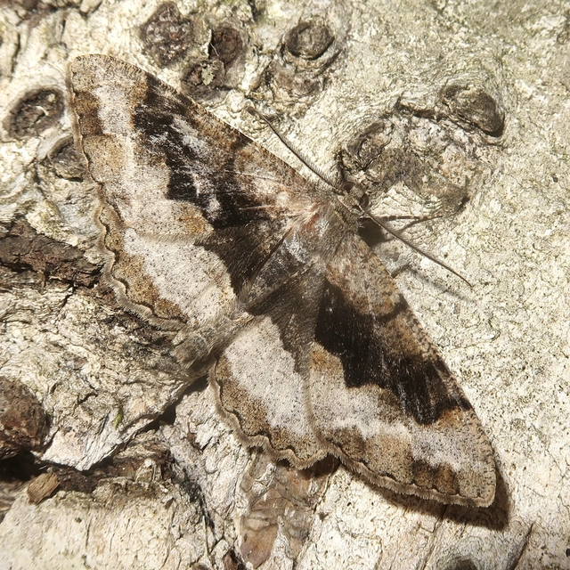 Alcis repandata - foltos faaraszoló