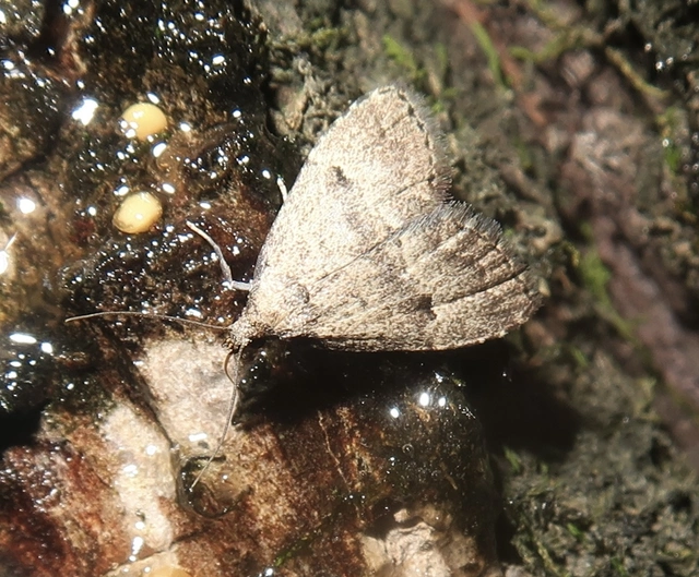 Hypenodes pannonica - pannon karcsúbagoly