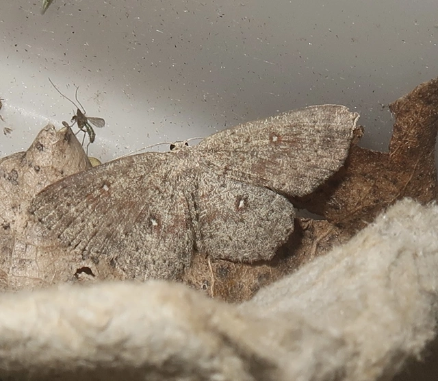 Cyclophora pendularia - fűzfa-pettyesaraszoló