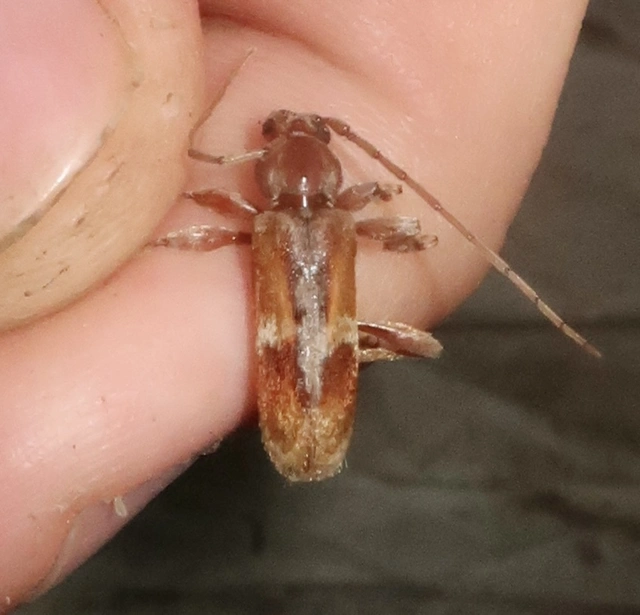 Trichoferus pallidus - sápadt éjicincér
