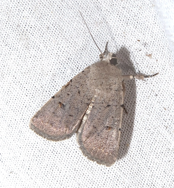 Platyperigea aspersa - homokszínű selymesbagoly