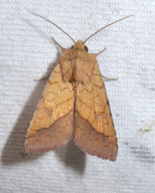 Pyrrhia umbra - iglicebagoly