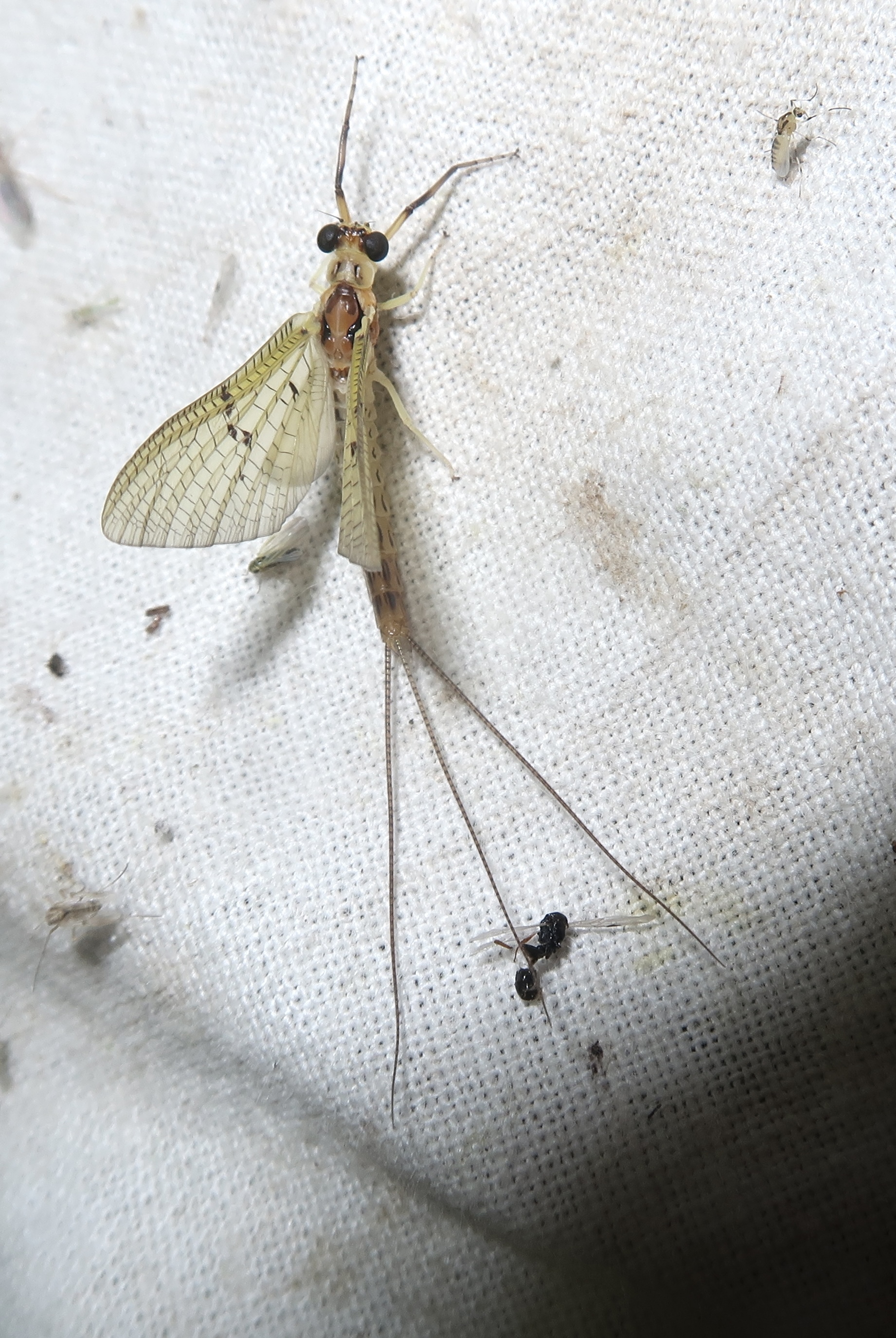 Ephemera lineata
