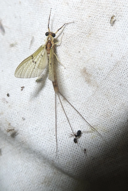 Ephemera lineata