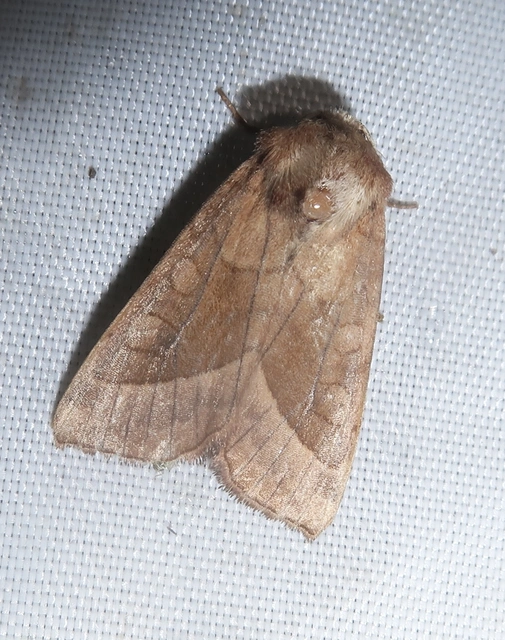 Hydraecia micacea - csillogó acsalapubagoly